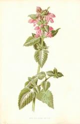 Gefleckte Taubnessel