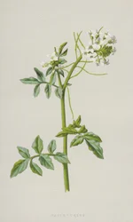 Brunnenkresse