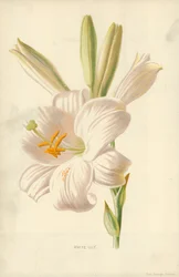 Weiße Lilie