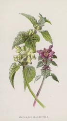 Weiße und Rote Taubnessel