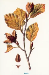 Wilde Früchte der Landschaft: Buche