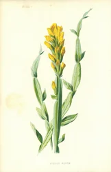 Geflügelter Besen