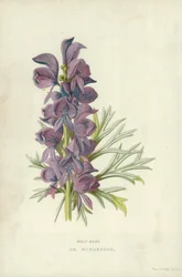 Eisenhut