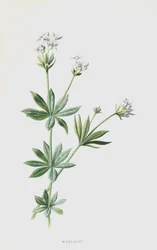 Waldmeister