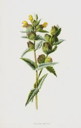 Gelbe Klappertopf