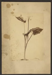 Calla-Lilie