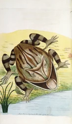 Hornfrosch