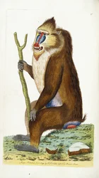 Bunter Pavian oder Mandrill Mandrillus sphinx