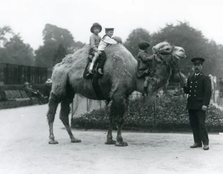 Eine Bactrian-Kamel-Fahrt mit Wärter Harry Warwick im Londoner Zoo, Juni 1924