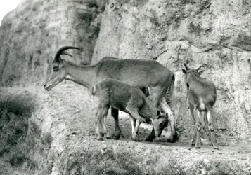 Ein Berberschaf/Aoudad/Waddan/Arui/Arruis steht mit ihren zwei Jungen auf den Mappin Terraces, Londoner Zoo, August 1927 (s/w Foto)