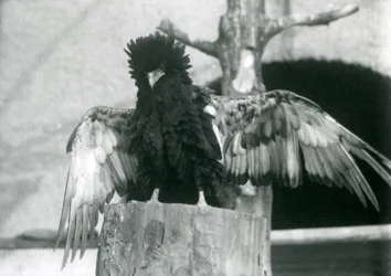 Ein Bateleur-Adler steht auf einem Baumstumpf und breitet seine Flügel aus, London Zoo, 1925