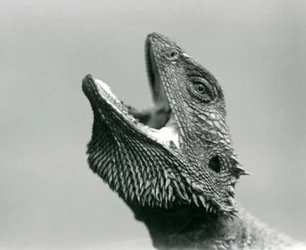 Ein Bartagame schaut nach oben und gähnt, London Zoo, August 1928