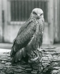 Ein Schwarzmilan ruht auf einem Baumstamm, London Zoo, August 1926