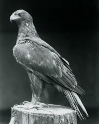 Ein Zwergadler auf einem Baumstumpf im Londoner Zoo im Juni 1926