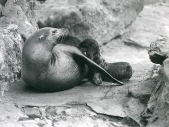 Ein kalifornischer Seelöwe säugt ihr eine Stunde altes Junges, Londoner Zoo, Juli 1925