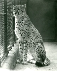 Ein Gepard sitzt in seinem Gehege im London Zoo, Oktober 1924
