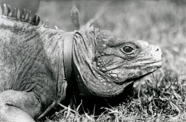 Eine Wolkenfelsleguan Methusalem, mit einem Halsband, spaziert auf einem Rasen im Londoner Zoo, Juli 1924