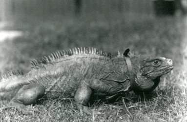 Eine Wolkenfels-Iguana, die ein Halsband trägt, geht auf einem Rasen im Londoner Zoo, Juli 1924