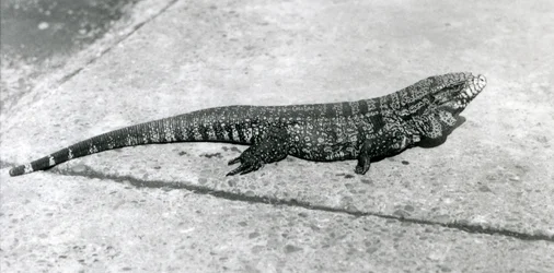 Ein gewöhnlicher goldschwarzer kolumbianischer Teju oder Tigereidechse im Londoner Zoo im August 1926