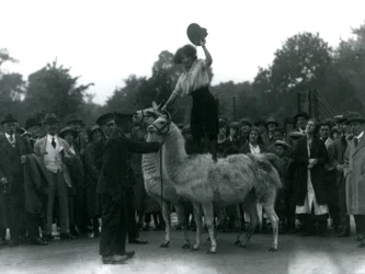 Eine Cowgirl steht rittlings auf zwei Lamas während eines Besuchs im Londoner Zoo 1924