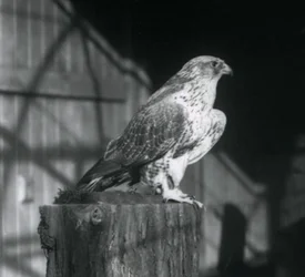 Ein Gerfalke, der auf einem Baumstamm ruht, London Zoo, Dezember 1925