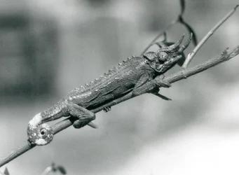 Ein Jacksons Chamäleon, das sich an einem Ast festhält, Londoner Zoo, August 1926
