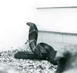 Eine Königskobra im Londoner Zoo, Oktober 1925