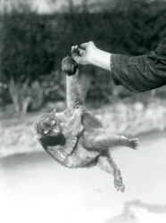 Ein Wickelbär hängt mit seinem Greifschwanz am Finger eines Tierpflegers, Londoner Zoo, September 1925