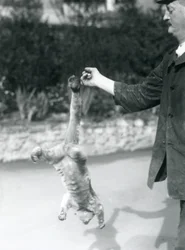 Ein Wickelbär, der kopfüber am Finger eines Tierpflegers hängt und sich mit seinem Greifschwanz festhält, Londoner Zoo, September 1925