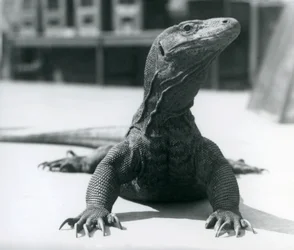 Ein Komodowaran im Londoner Zoo, August 1928