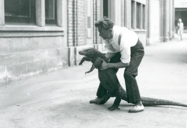 Ein Komodowaran, der von einem Pfleger im Londoner Zoo im August 1928 auf seine Hinterbeine gehalten wird