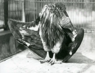 Ein Lappengeier steht auf dem Boden seines Geheges und putzt seine Flügelfedern, London Zoo