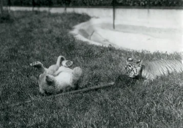 Ein Löwen- und ein Tigerjunges spielen mit einem Mopp auf dem Gras neben einem Pool, Londoner Zoo, September 1925