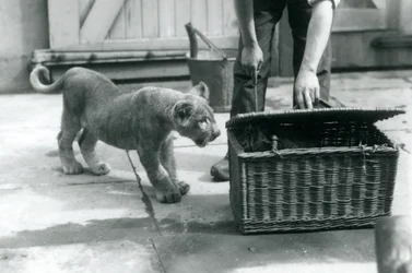 Ein Löwenjunges schaut auf ein Tigerjunges in einem Weidenkorb, den ein Pfleger öffnet, Londoner Zoo, September 1925