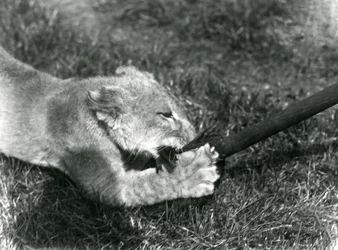 Ein Löwenjunges spielt mit einem Mopp, den sein Pfleger hält, auf dem Gras vor seinem Gehege, Londoner Zoo, September 1925