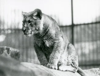 Ein Löwenjunges, das im Juli 1923 im Menagerie geboren wurde, Londoner Zoo, Juli 1924