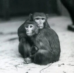 Ein Makake mit ihrem Baby, die zusammen auf dem Boden ihres Geheges im Londoner Zoo sitzen
