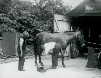 Ein Maultier wird im London Zoo im Jahr 1924 beschlagen