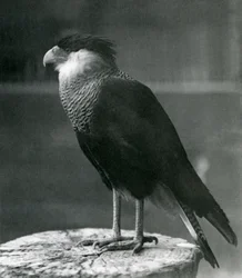 Ein nördlicher Kammkarakara im Londoner Zoo, vor 1930