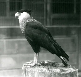 Ein Nordkammkarakara auf einem Baumstamm im Londoner Zoo, September 1925