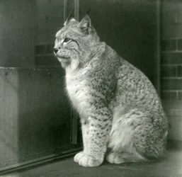 Ein Nordluchs, London Zoo, Februar 1925