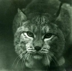 Ein Nordluchs, London Zoo, Februar 1925