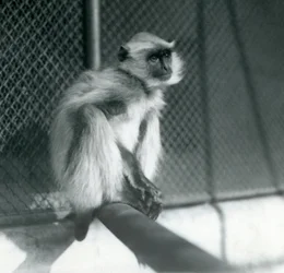 Ein Nördlicher Flachland-Grauer Langur, der auf einem Ast in seinem Gehege im Londoner Zoo sitzt, 1928