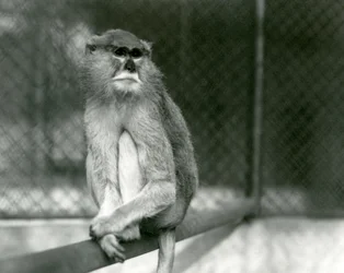 Ein Patas/Wadi/Husar Affe sitzt auf einem Ast im Londoner Zoo im Jahr 1928