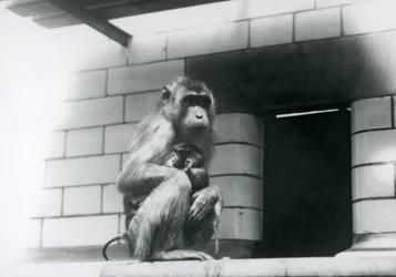 Ein Schweinsaffe hält sein Junges, während er 1928 auf einem gefliesten Sims in seinem Gehege im Londoner Zoo sitzt