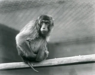 Ein Schweinsaffen-Makak, der auf einem Ast in seinem Gehege im Londoner Zoo sitzt