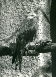 Ein Rotmilan sitzt auf einem Ast im London Zoo im Jahr 1924