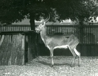 Ein Roter Lechwe im Londoner Zoo, Juli 1924