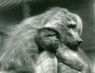 Ein heiliger Pavian mit seinem Jungen im Londoner Zoo, Juli 1924