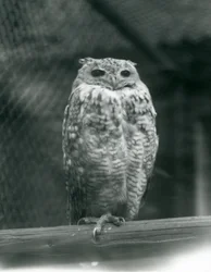 Ein Savigny-Pharaonen-Uhu auf einem Ast im Londoner Zoo, September 1925